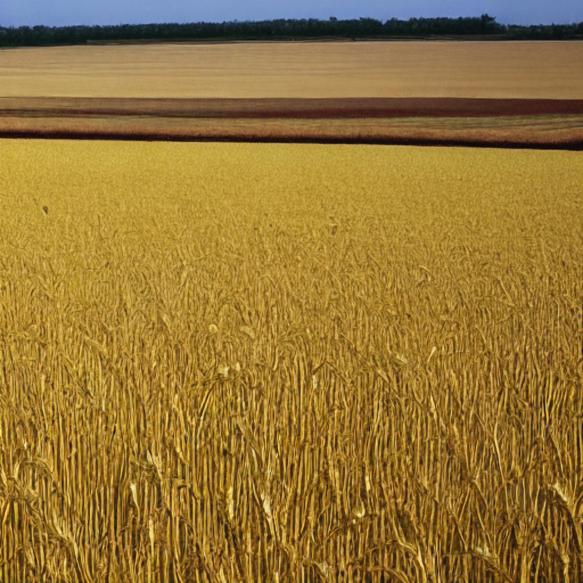 Organic wheat fields in Ukraine with a map overlay showing export routes to African countries